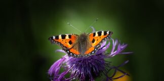 Jak się nazywa miedź z kabli?