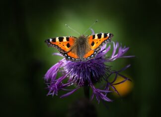 Jak się nazywa miedź z kabli?