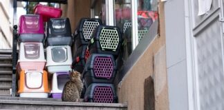 Ile pali Transporter T4?