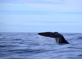 Czy grubość kabla ma znaczenie?