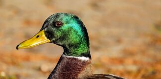 Jaki bus na wycieczki?
