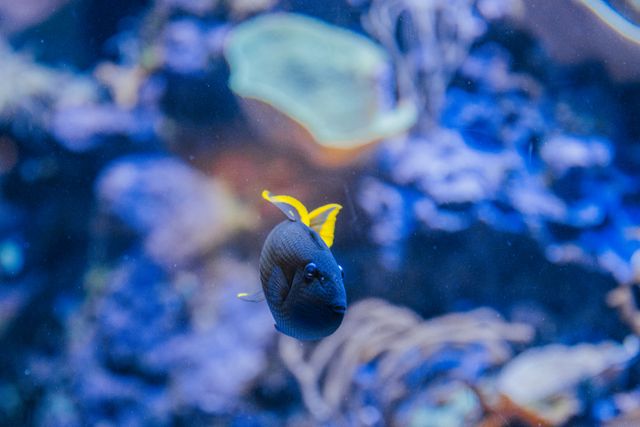 pexels-christian-alemu-127251395-31047030 (1) akwarium